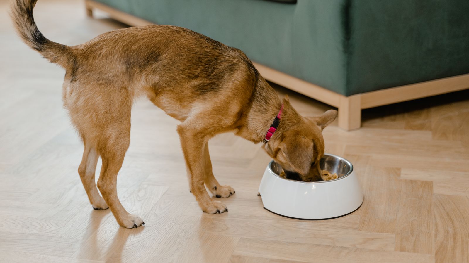 Chien mangeant dans sa gamelle - bien choisir l'alimentation de son chien