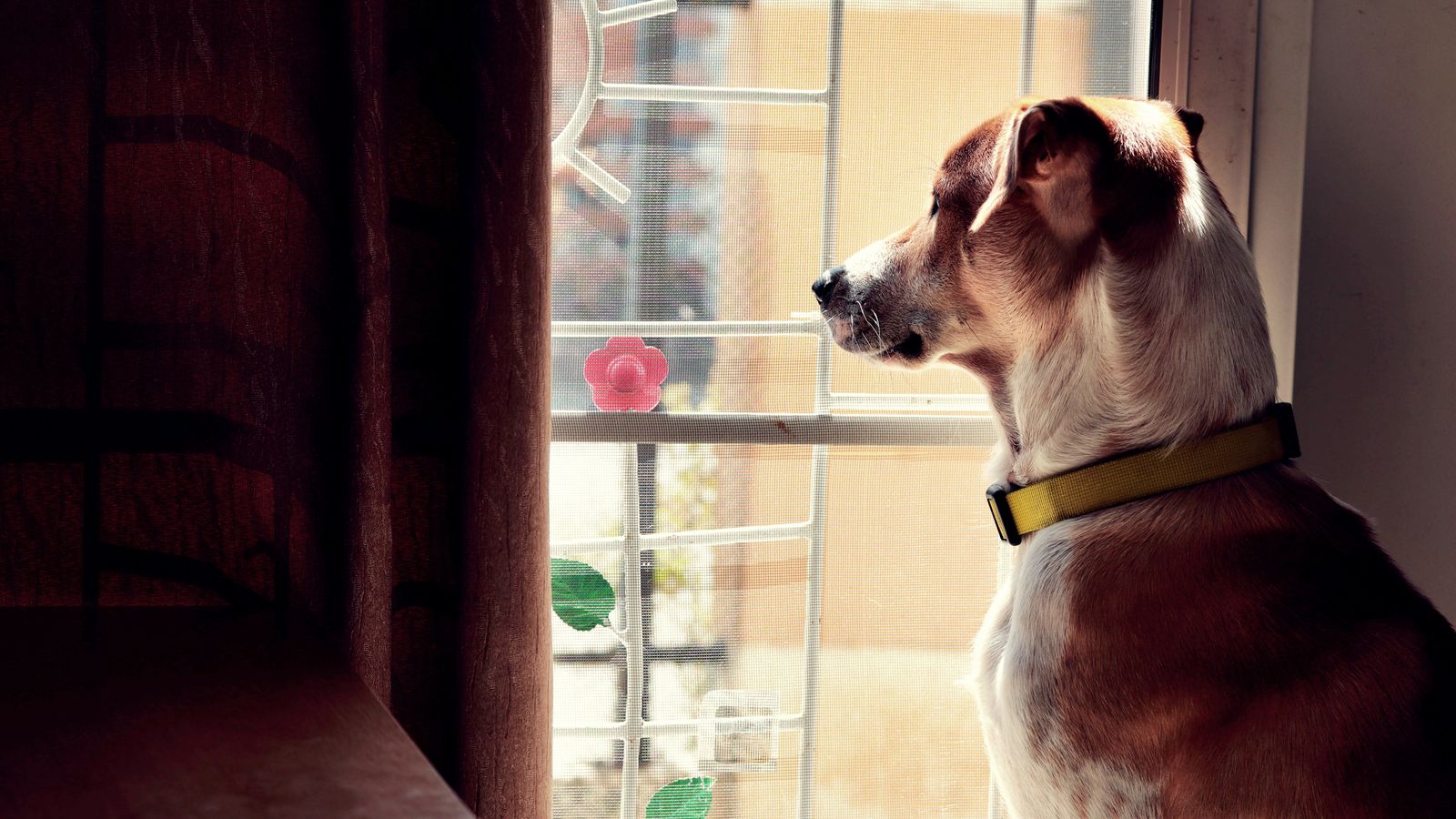Chien regardant par la fenêtre d'une maison - anxiété de séparation et solitude