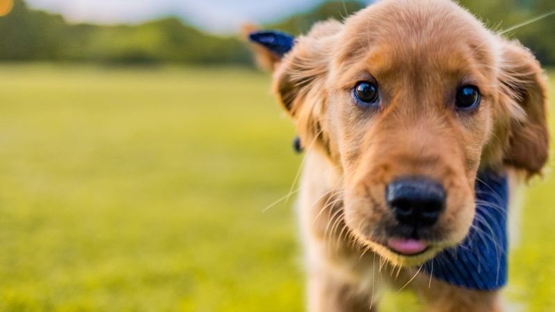 Chiot golden retriever courant dans l'herbe au soleil - exercice de rappel du chien