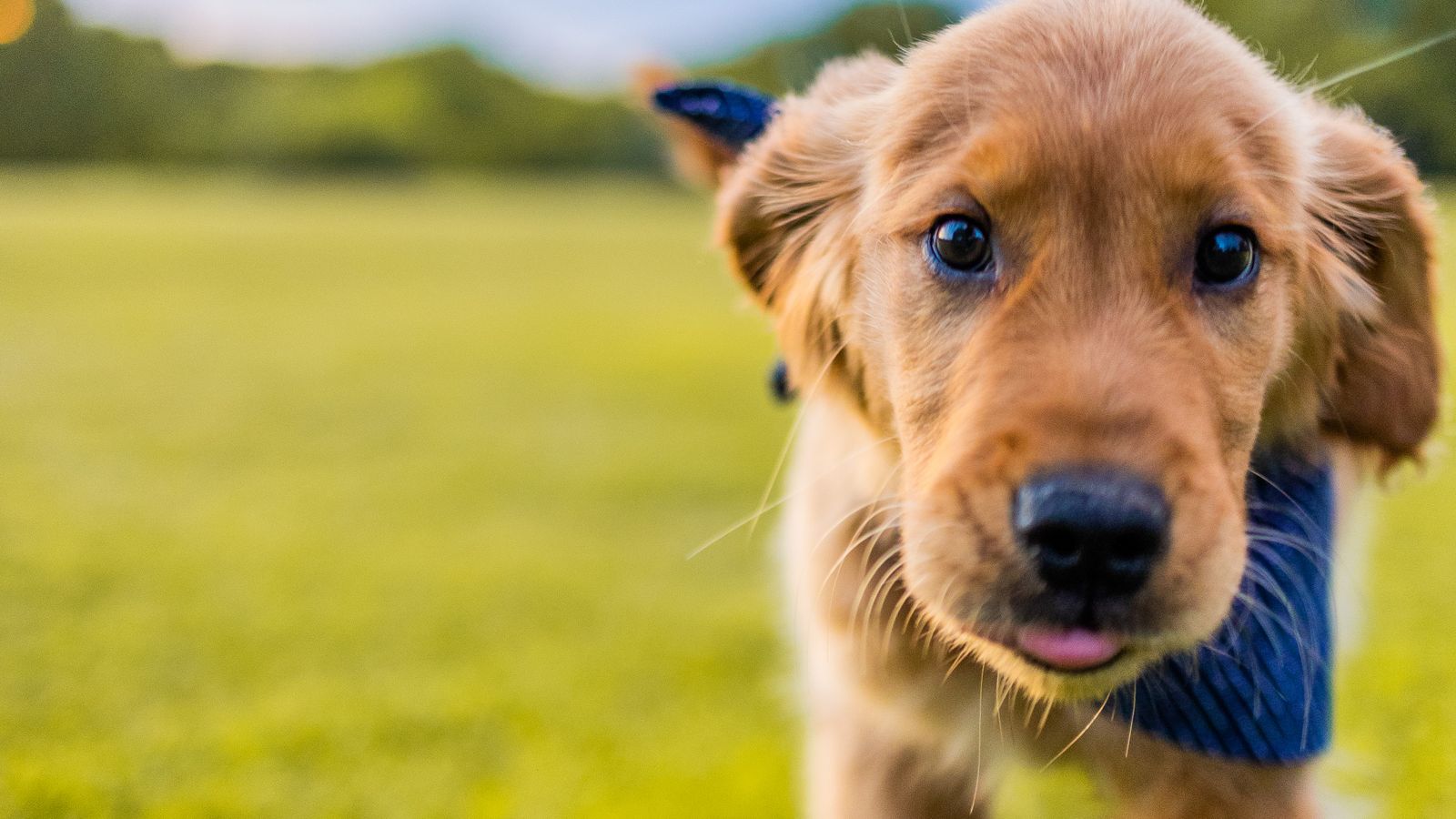 Chiot golden retriever courant dans l'herbe au soleil - exercice de rappel du chien