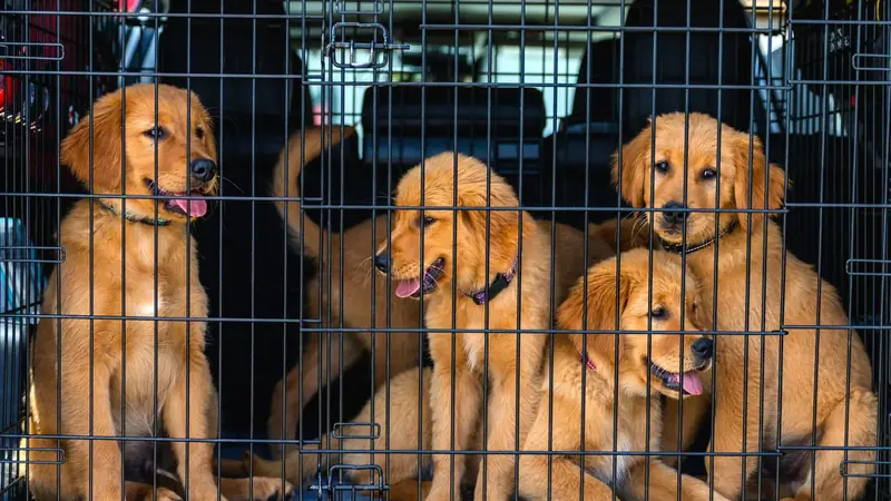 Chiots golden retriever installés dans une caisse de transport à l'arrière d'un véhicule, prêts pour le voyage - bien choisir une caisse de transport pour chien