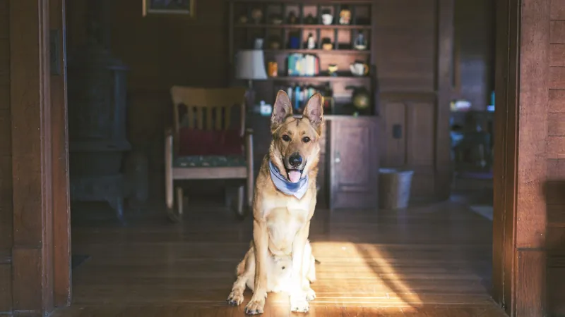Chien adulte assis calmement dans un intérieur chaleureux en bois, encadré par l'embrasure d'une porte