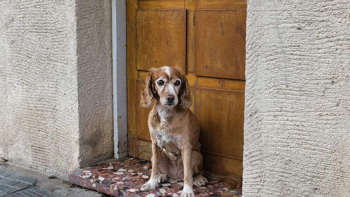 Un chien adulte assis devant une porte, attendant calmement de sortir