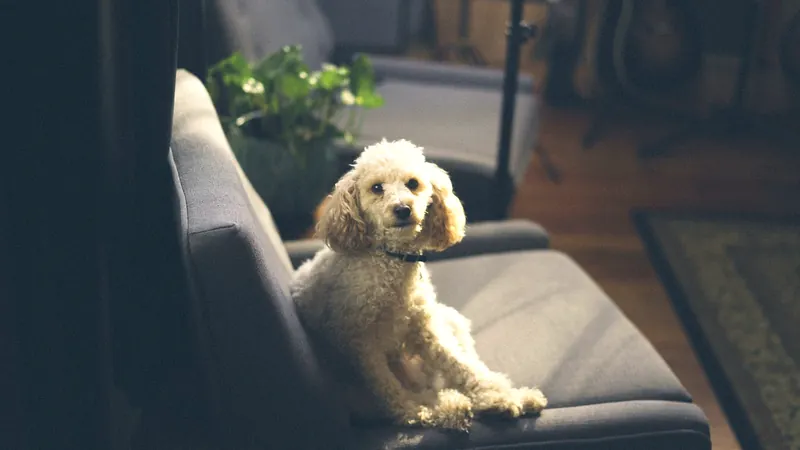 Chien attentif dans un intérieur de maison lumineux, près de son maître - chien qui fait pipi dans la maison, propreté