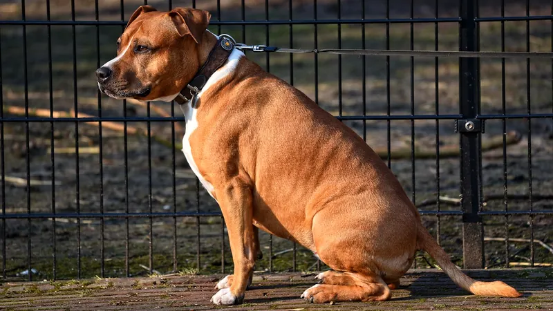 Chien arrêté en promenade, assis près de son maître qui l'attend - chien qui refuse d'avancer en laisse