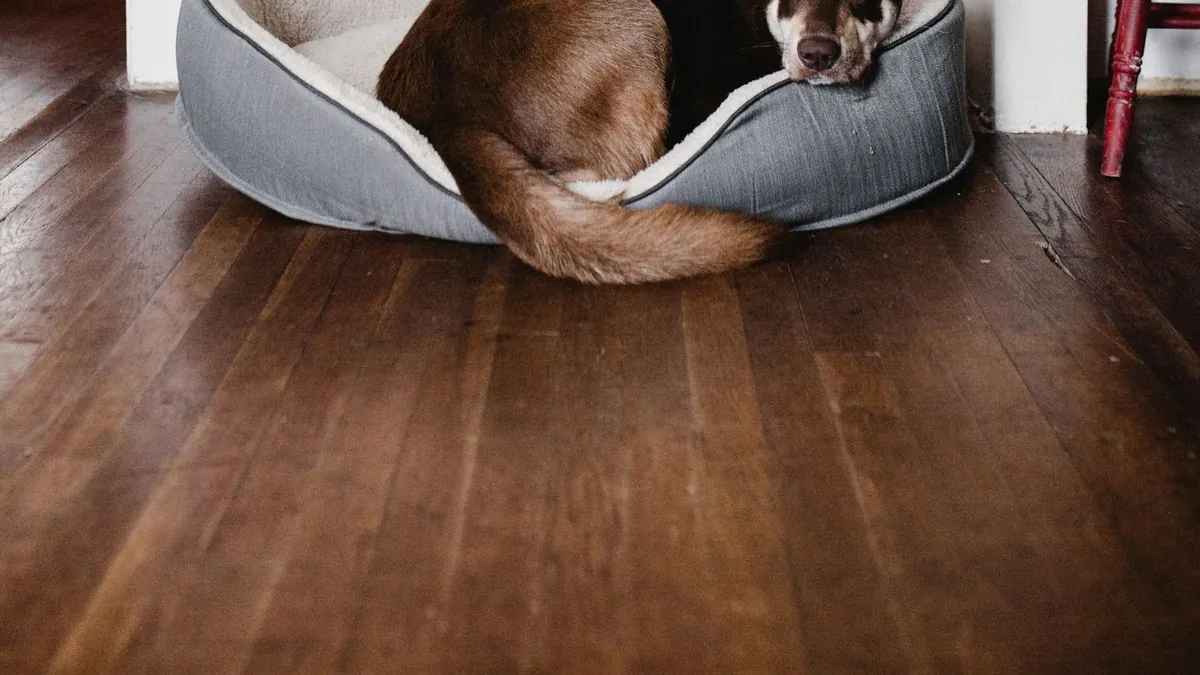 Un chien couché paisiblement dans son panier, sur un parquet chaleureux
