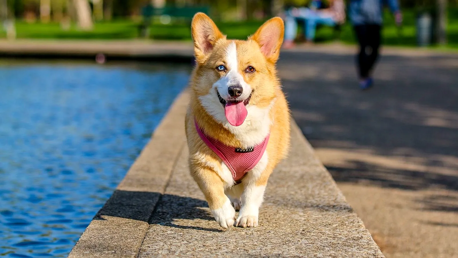 Chien énergique et stimulé en promenade tirant sur sa laisse - chien surexcité pendant la balade