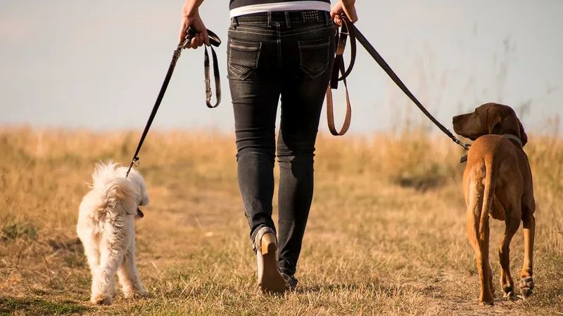 Deux chiens qui se croisent en promenade en laisse - gérer un chien qui tire vers les autres chiens