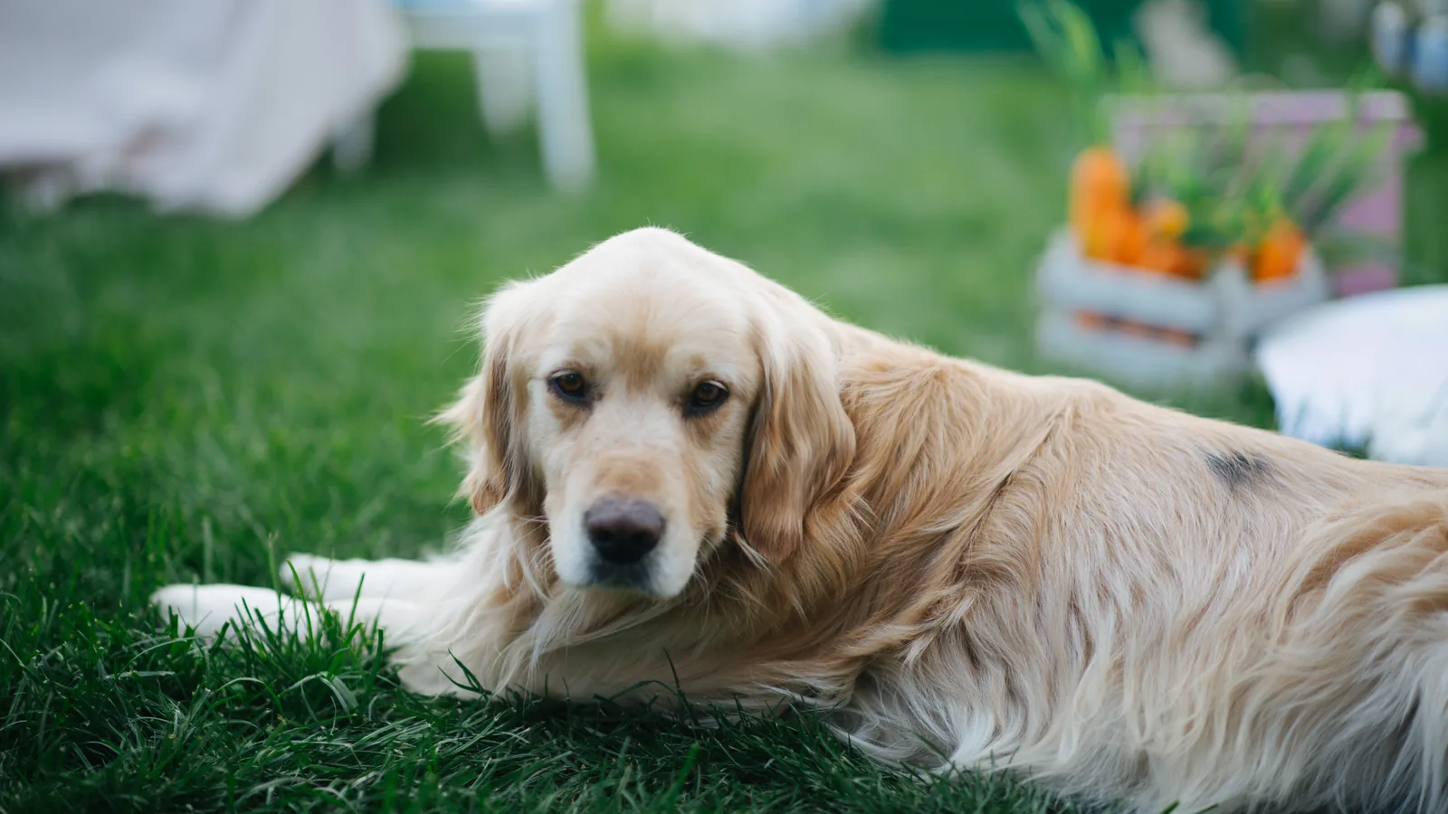 Golden retriever couché dans l'herbe verte sous une lumière douce, calme et en bonne santé - bien choisir l'assurance santé de son chien