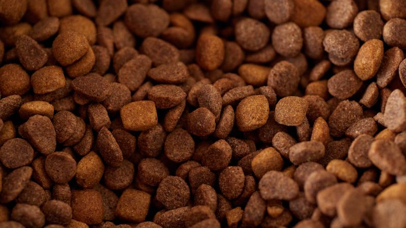 Gros plan sur des croquettes pour chien - choisir des croquettes de qualité