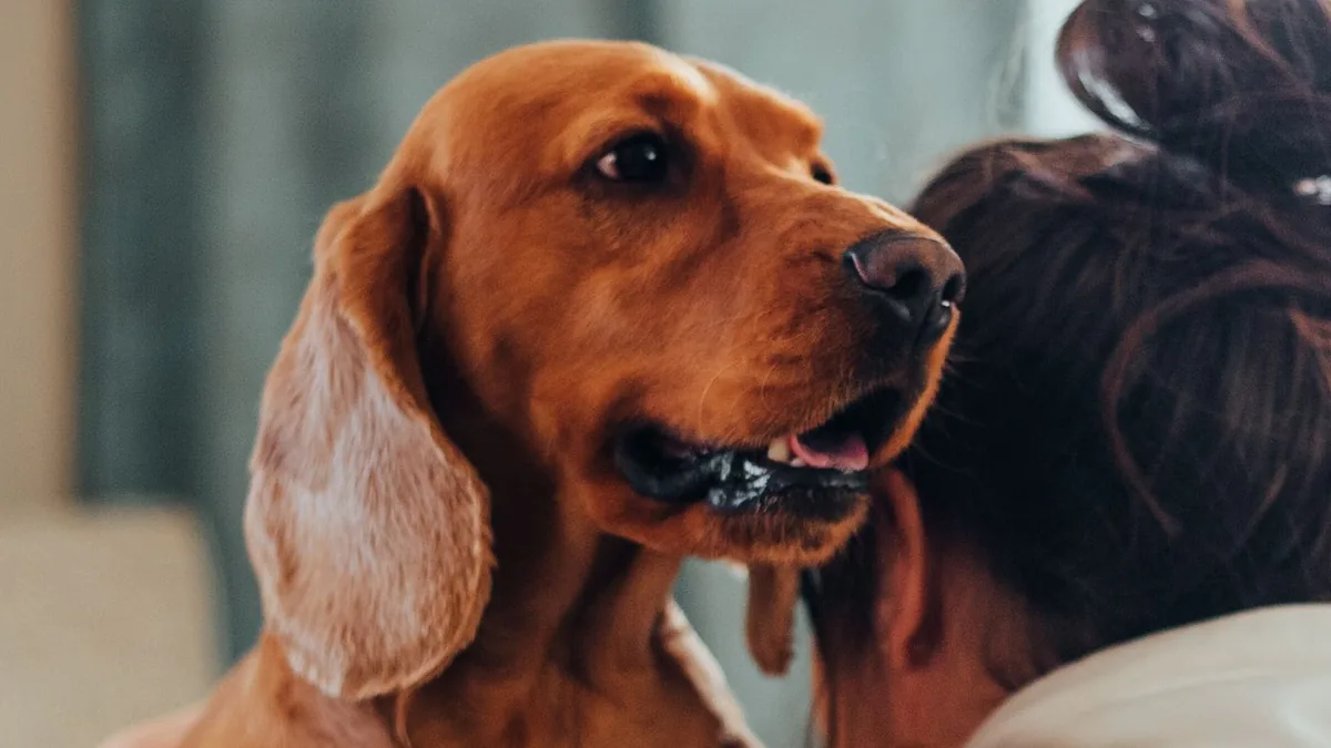 Un chien roux au regard doux pose la tête contre l'épaule de sa maîtresse