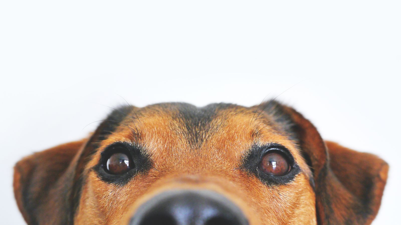 Gros plan sur le visage et les yeux d'un chien - langage corporel canin