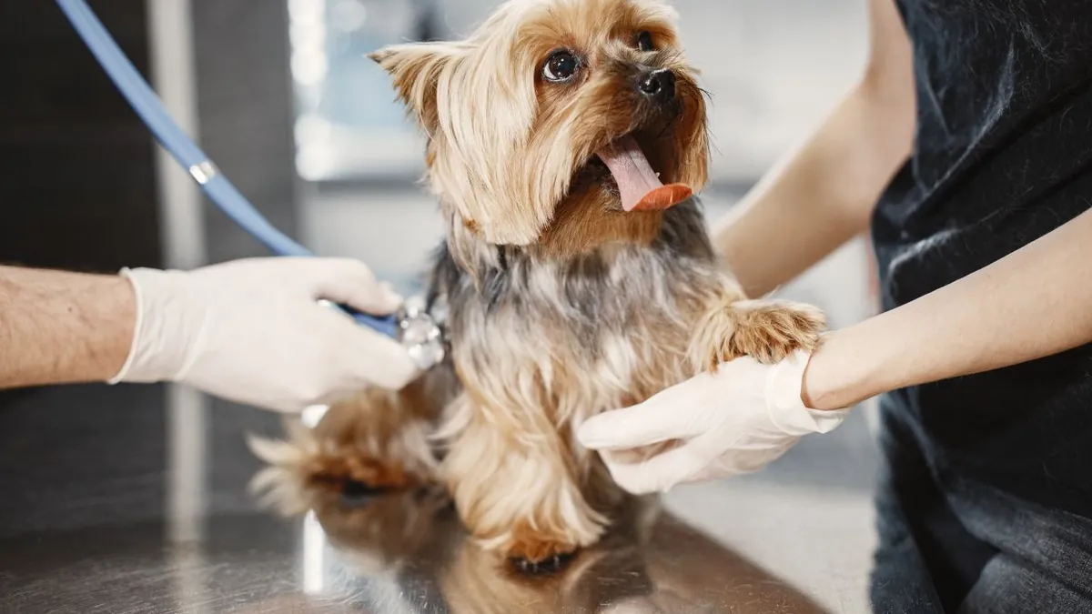 Un vétérinaire ausculte doucement un petit chien au stéthoscope lors d'une consultation