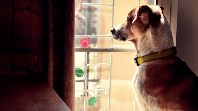Chien assis de profil regardant patiemment par une fenêtre baignée de lumière - comprendre le délai de carence d'une assurance pour chien