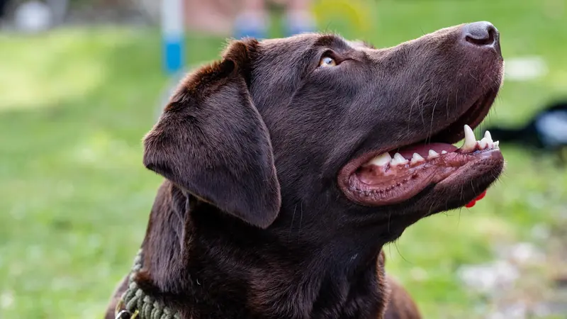 Labrador chocolat attentif, de profil, à l'extérieur - comment demander et comparer un devis d'assurance santé pour chien