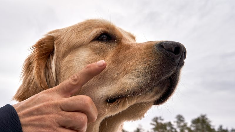 Une main caresse doucement un golden retriever attentif - l'éducation positive du chien