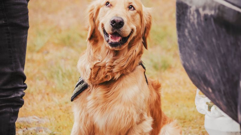 Golden retriever assis levant les yeux vers son maître - éducation canine positive