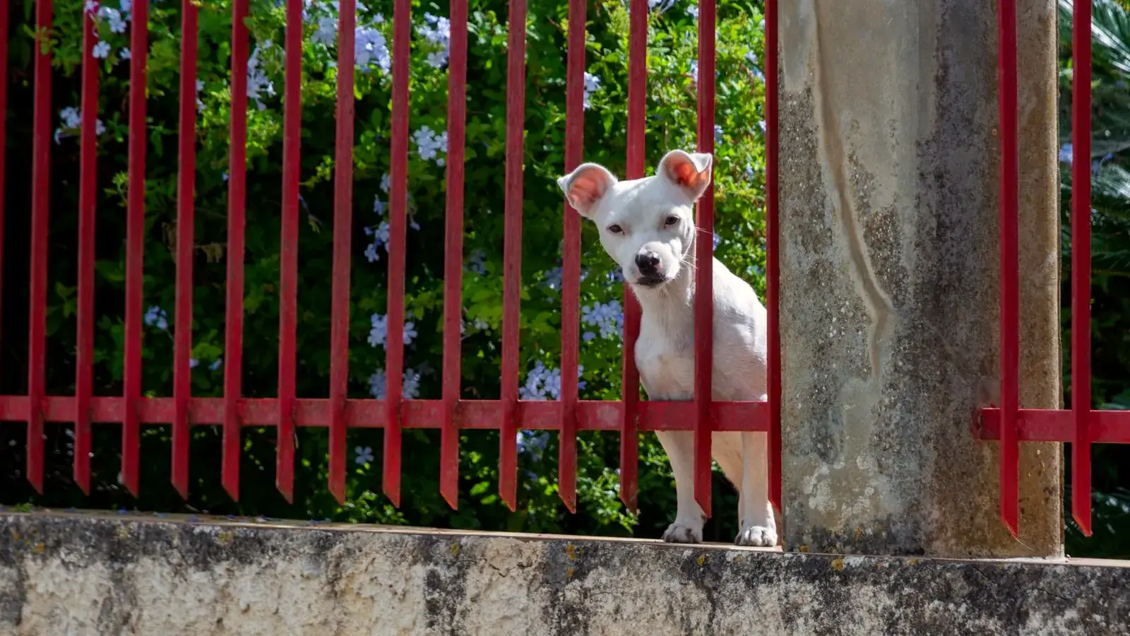 Chien blanc curieux passant la tête à travers un portail de jardin rouge fleuri - comprendre les exclusions d'une assurance pour chien