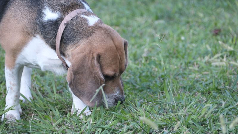 Chien reniflant l'herbe dans un parc - stimulation mentale et fatigue olfactive