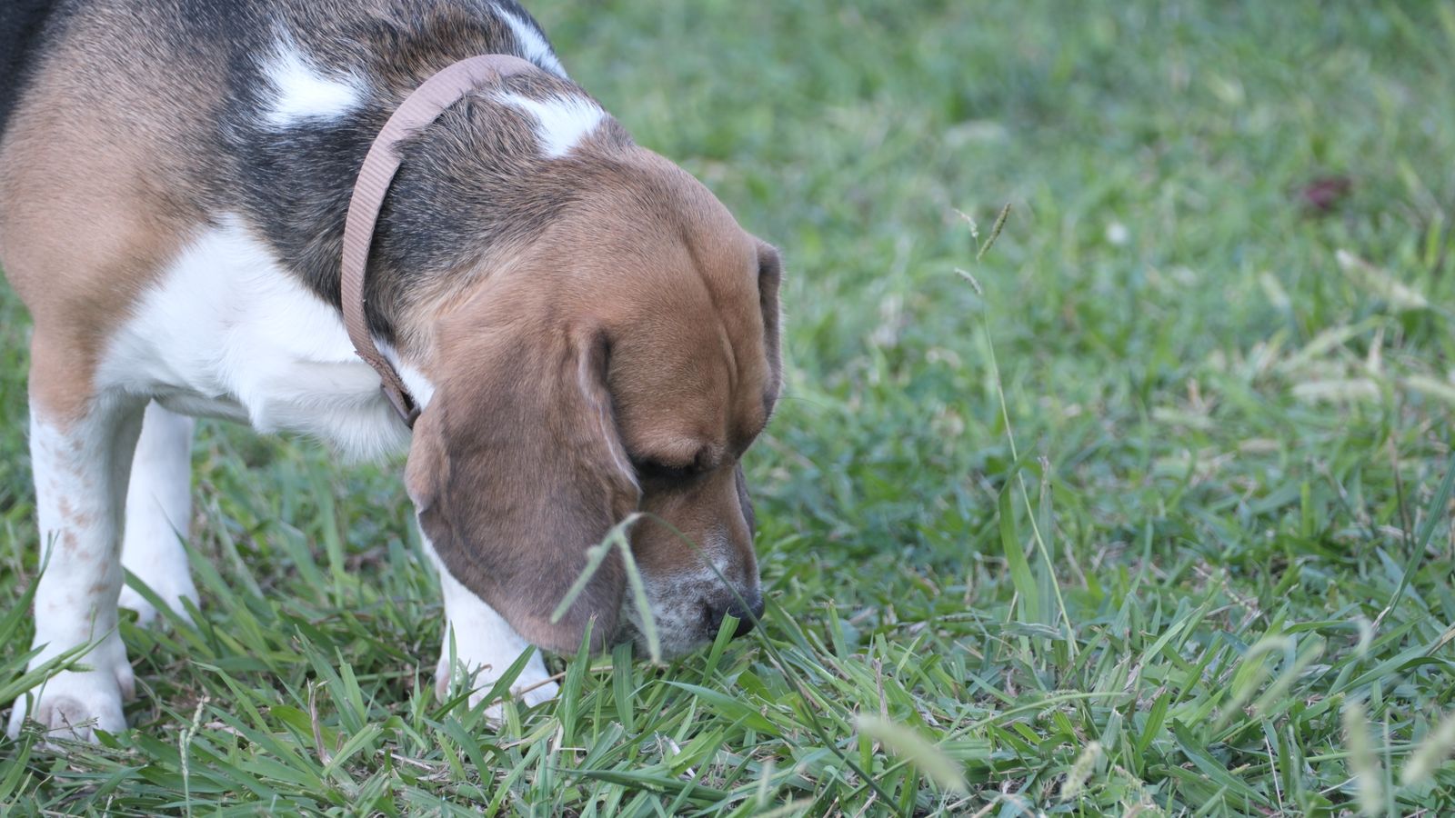 Chien reniflant l'herbe dans un parc - stimulation mentale et fatigue olfactive