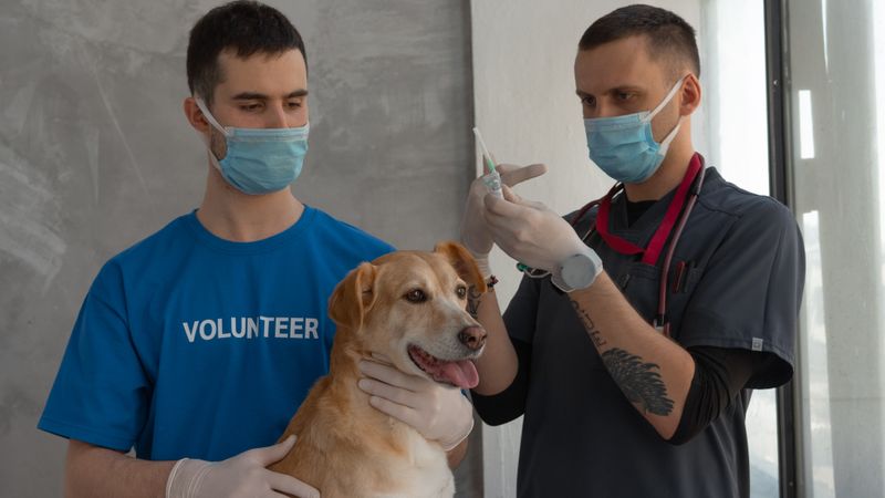 Chien chez le vétérinaire
