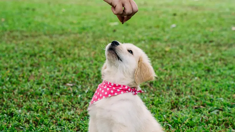 Chiot golden retriever assis sur l'herbe, levant les yeux vers une friandise tenue à la main - les friandises d'éducation pour chiot