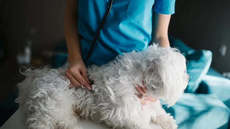 Petit chien blanc examiné au stéthoscope par un vétérinaire en clinique - quelles garanties d'assurance santé sont vraiment utiles pour son chien