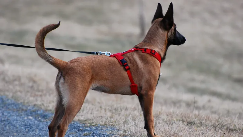 Chien en promenade portant un harnais, laisse détendue - choisir entre harnais et collier pour un chien qui tire