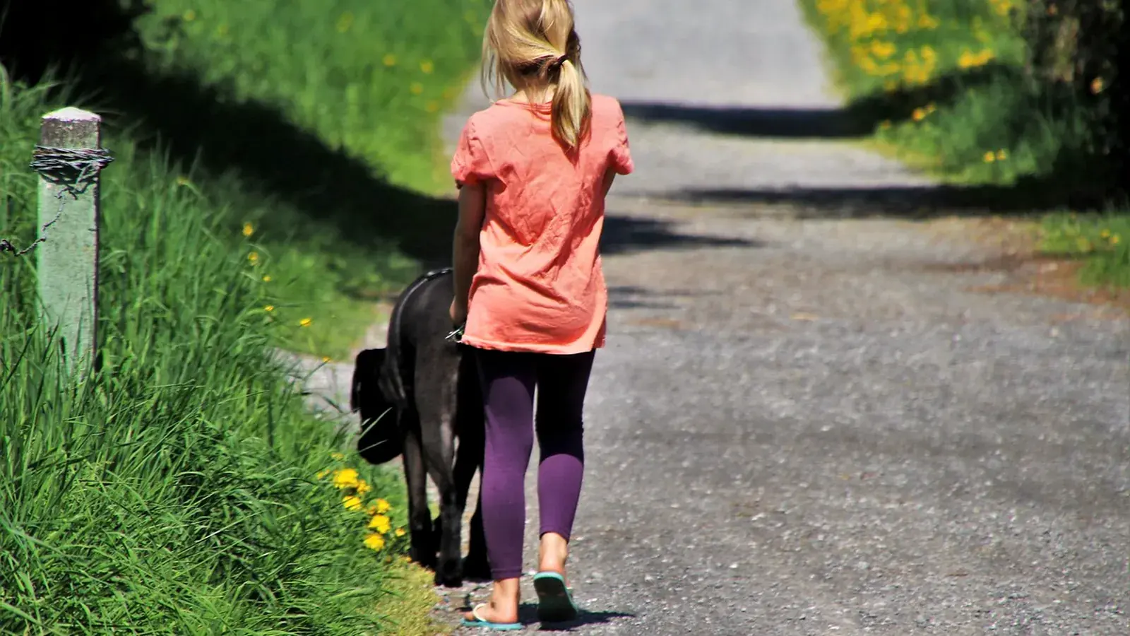 Chien marchant à côté de son maître en promenade, laisse détendue - différence entre marche au pied et marche en laisse