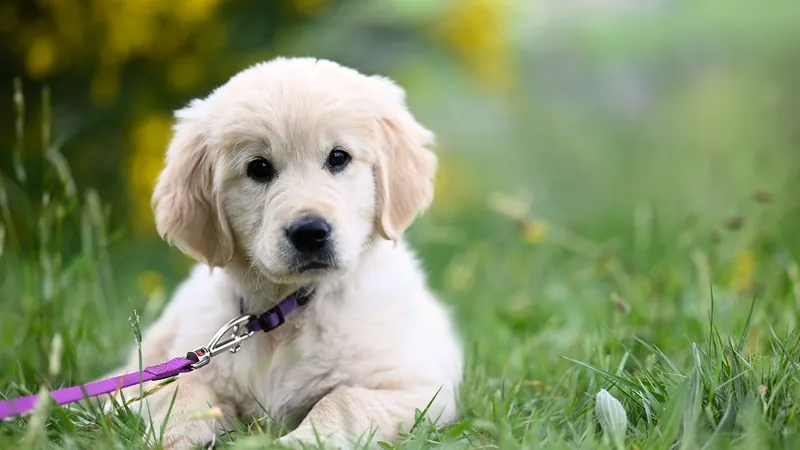 Chiot golden retriever couché dans l'herbe, laisse attachée au collier - apprentissage de la marche en laisse du chiot