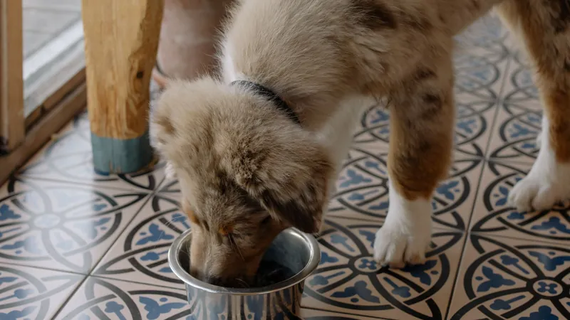 Chiot en train de manger dans sa gamelle posée au sol - bien choisir la gamelle de son chiot