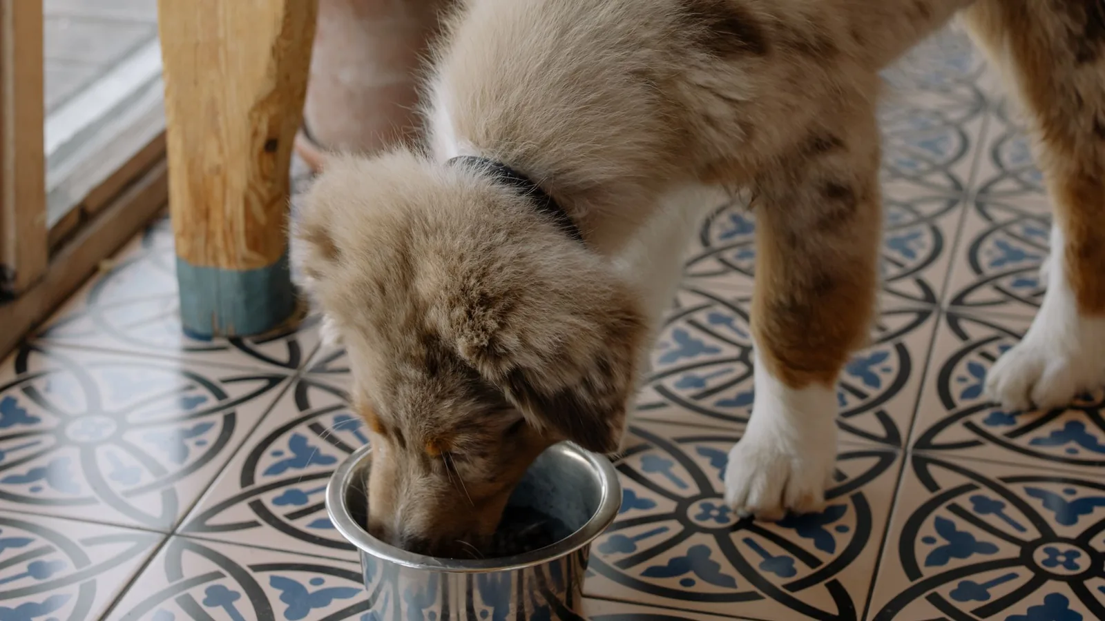 Chiot en train de manger dans sa gamelle posée au sol - bien choisir la gamelle de son chiot