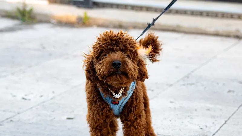 Chiot labradoodle brun en harnais bleu, tenu au bout d'une laisse classique lors d'une promenade sur un trottoir ensoleillé - bien choisir la laisse de son chiot