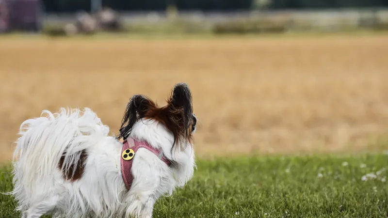 Petit chien en harnais au bord d'un grand espace ouvert et dégagé, prêt à explorer - bien choisir la longe de son chiot