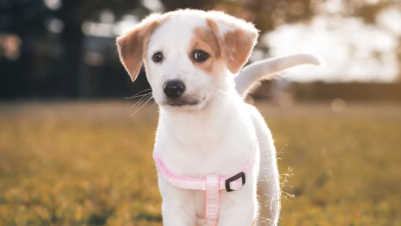 Chiot portant un harnais lors d'une promenade en extérieur - bien choisir le harnais de son chiot