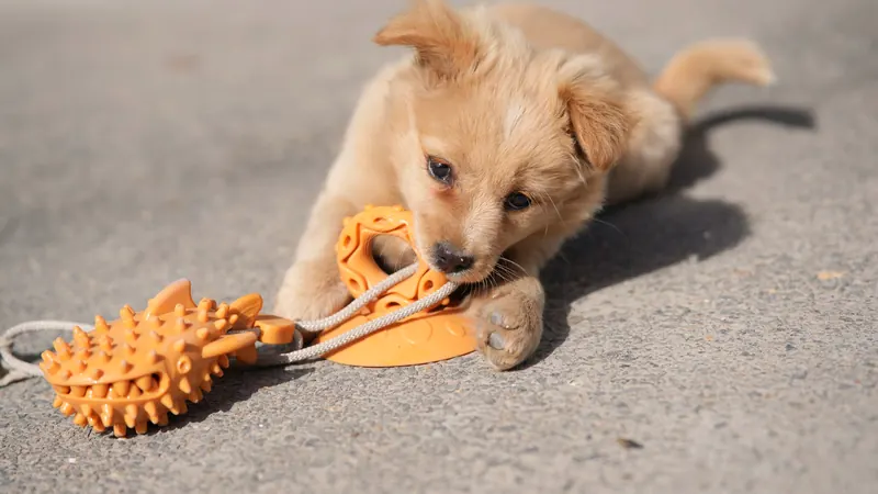 Chiot beige allongé au sol, mordillant un jouet à mâcher en caoutchouc orange - les jouets d'occupation pour chiot
