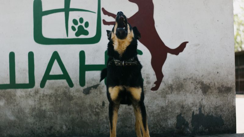 Chien en train d'aboyer - comprendre et apaiser les aboiements du chien