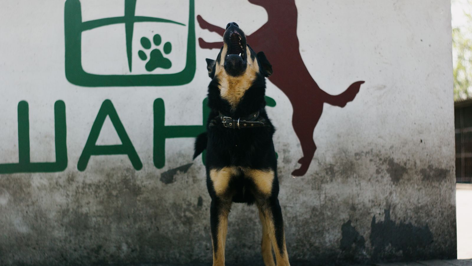 Chien en train d'aboyer - comprendre et apaiser les aboiements du chien