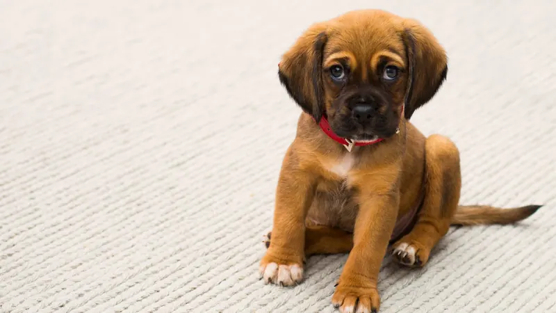 Un chiot fauve assis sur un tapis clair à l'intérieur, portant un collier rouge et sa médaille d'identification - préparer l'arrivée d'un chiot