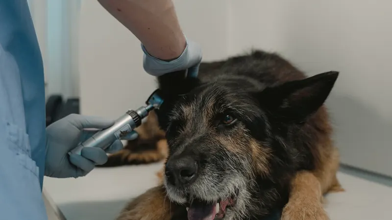 Un chien examiné par une vétérinaire en consultation - le coût des soins et le prix d'une assurance santé pour chien