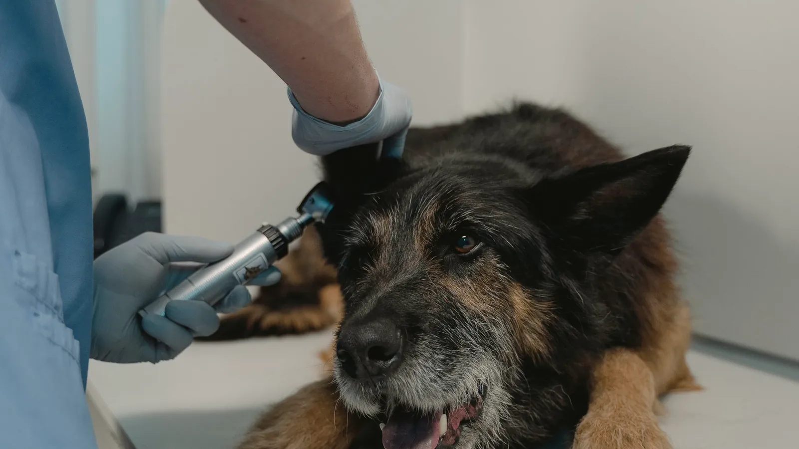 Un chien examiné par une vétérinaire en consultation - le coût des soins et le prix d'une assurance santé pour chien