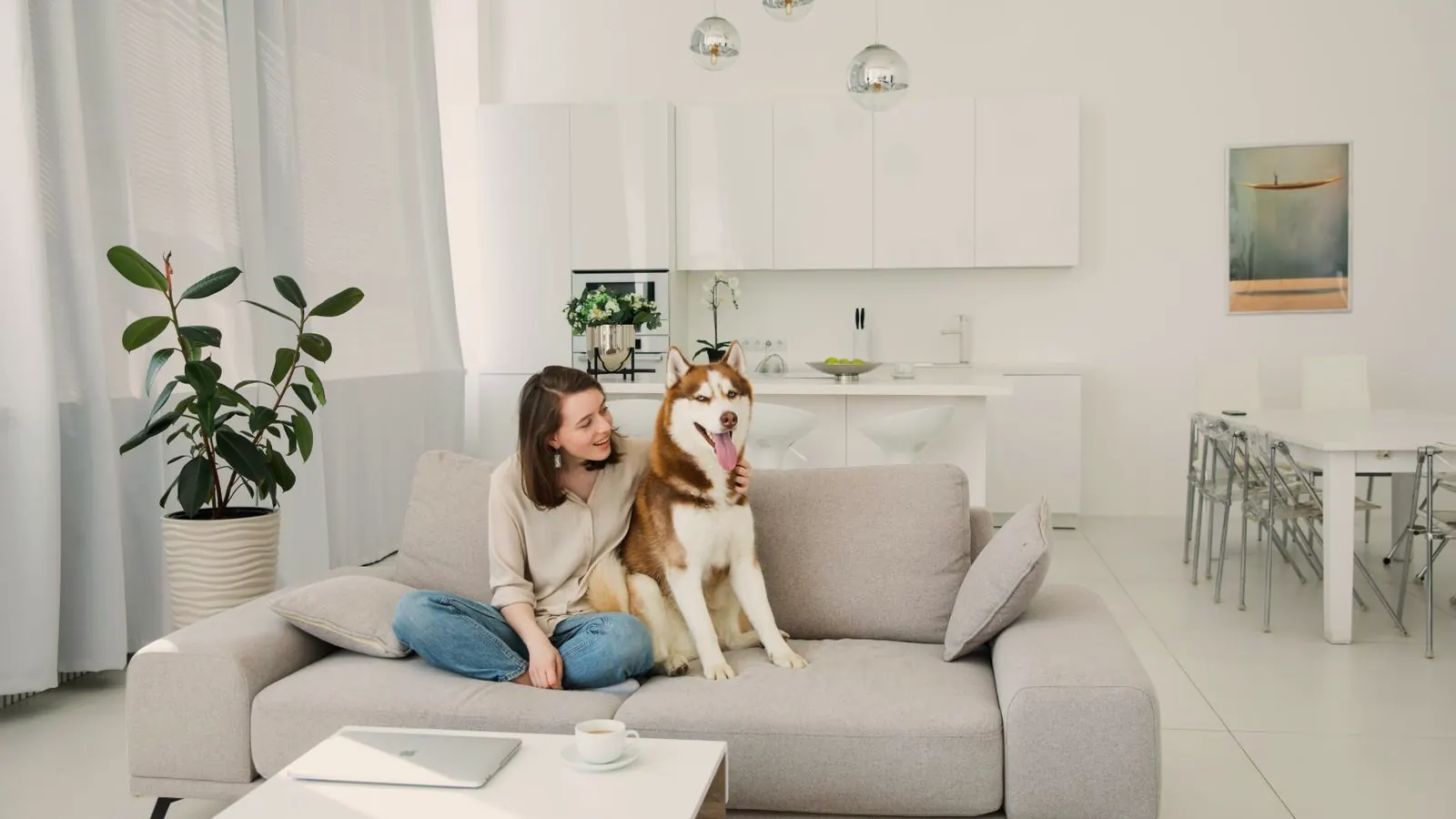 Chien husky en pleine forme installé avec sa maîtresse dans un salon clair et lumineux - comprendre comment est calculé le remboursement d'une assurance pour chien