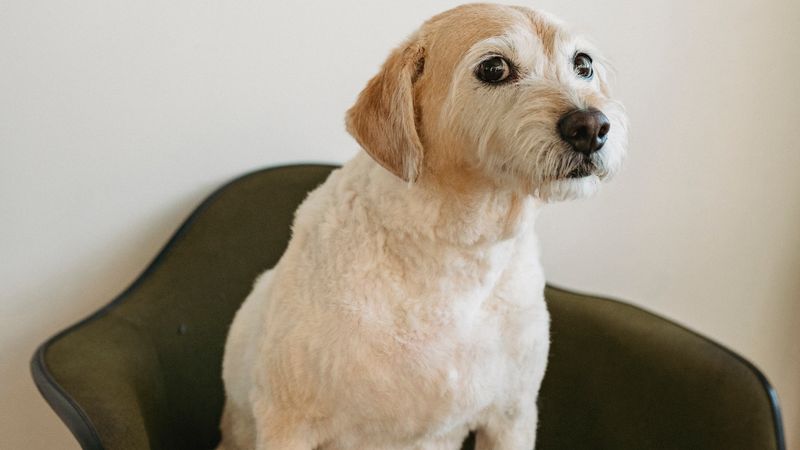 Jeune chien assis à l'intérieur d'un logement - apprentissage de la propreté du chiot