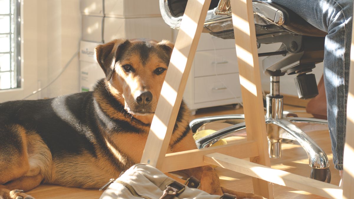 Un chien tranquille chez lui