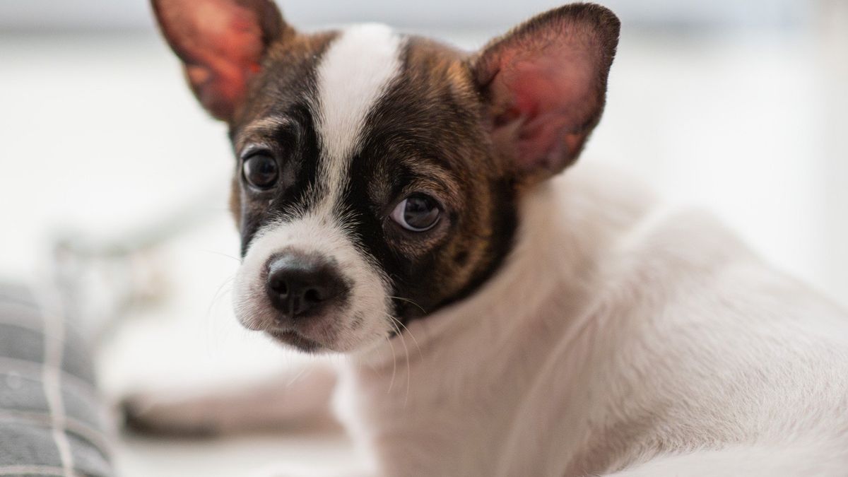 Gros plan sur un chien à l'expression attentive