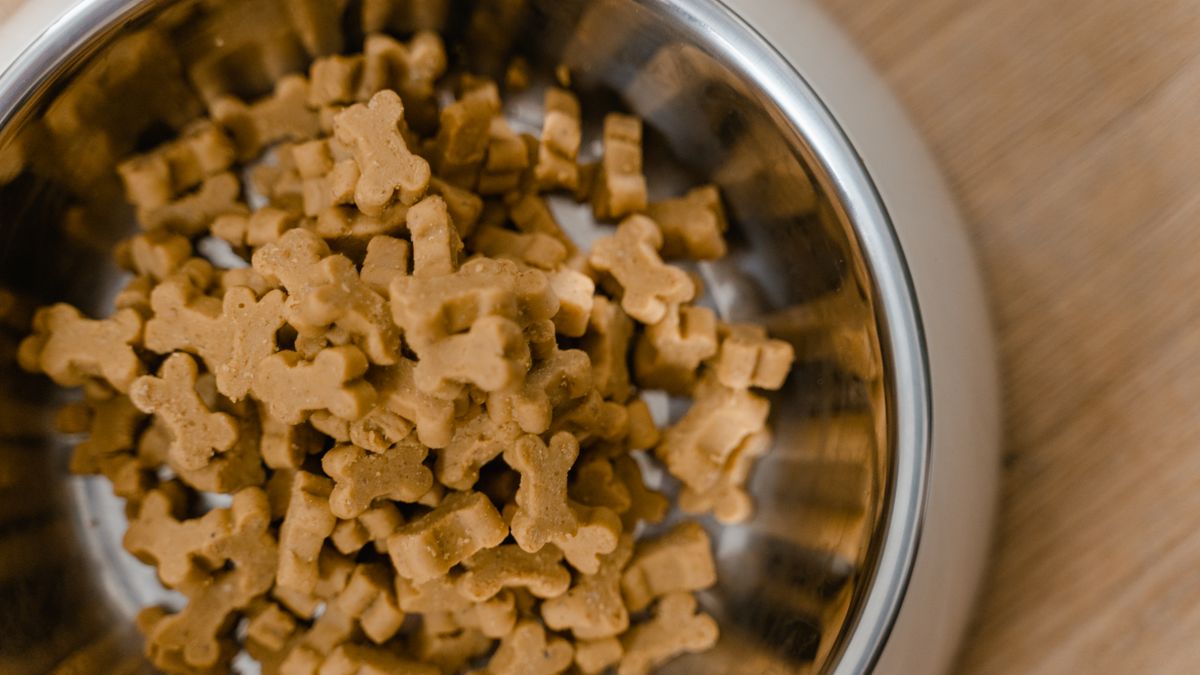 Gamelle de nourriture pour chien