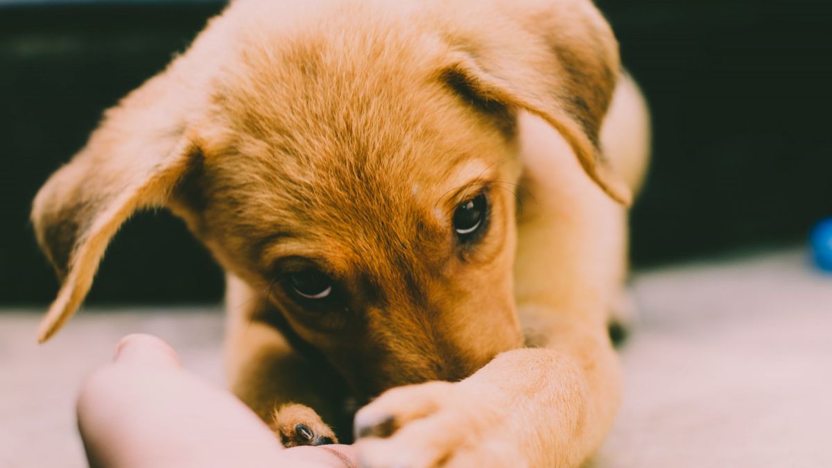 Un chiot cherche le contact d'une main