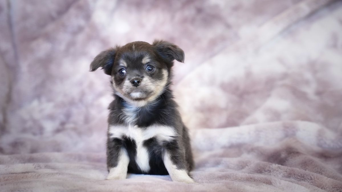 Un chiot attend sagement dans son nouveau foyer