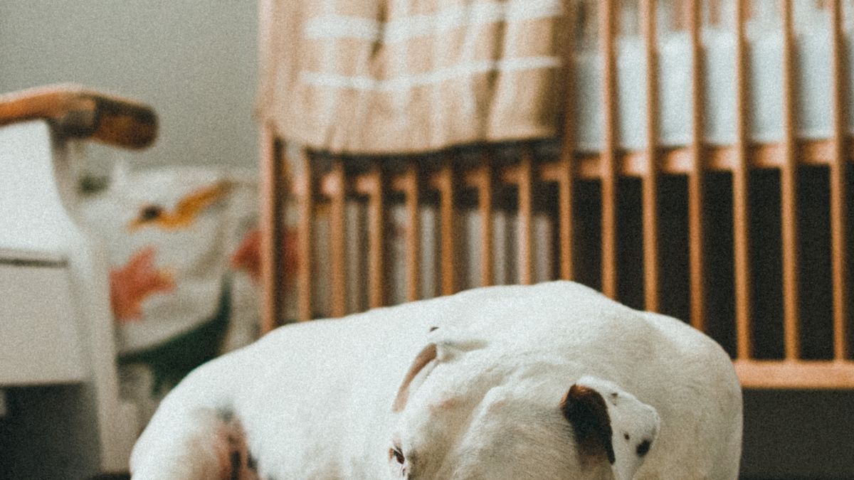 Un chien détendu à la maison