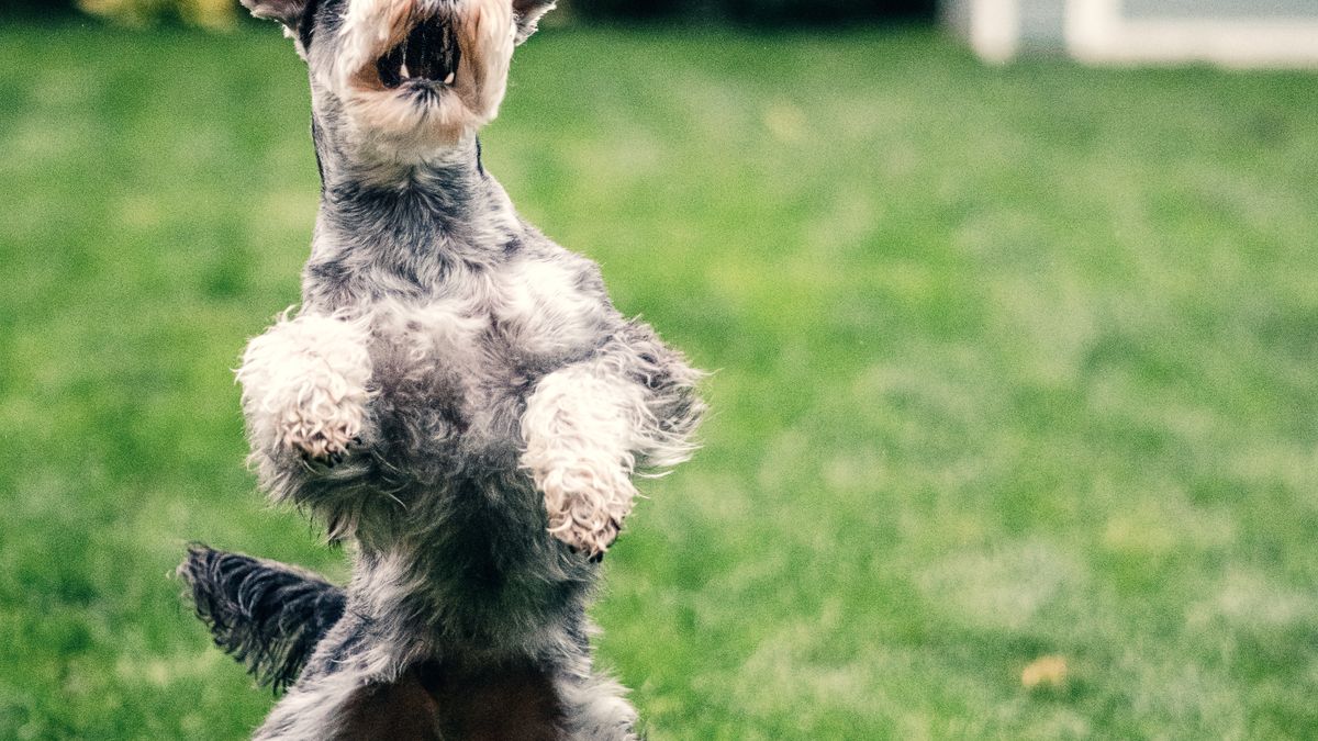 Un chien joue joyeusement dans l'herbe